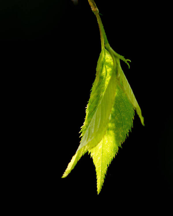 Leaf Art Print featuring the photograph New Life by Ron Roberts