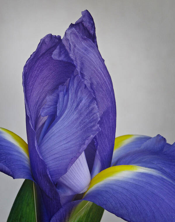 Bloom Art Print featuring the photograph Dutch Iris by David and Carol Kelly