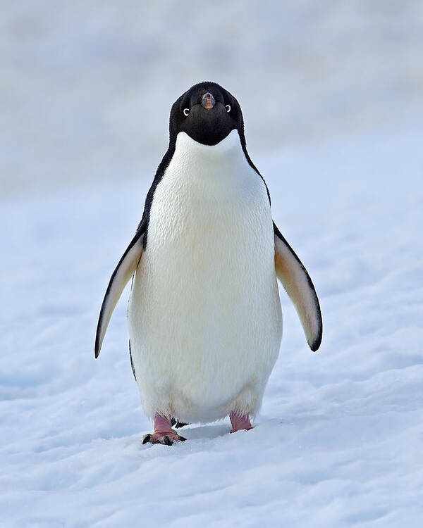 Adelie Penguin Art Print featuring the photograph Observing by Tony Beck