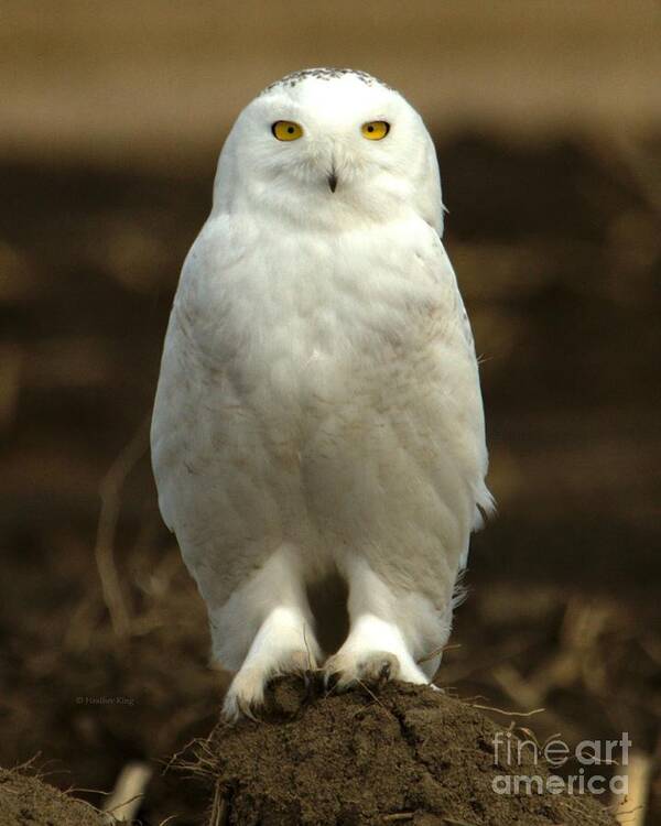 Snowy Owl Art Print featuring the photograph Only winter is missing by Heather King
