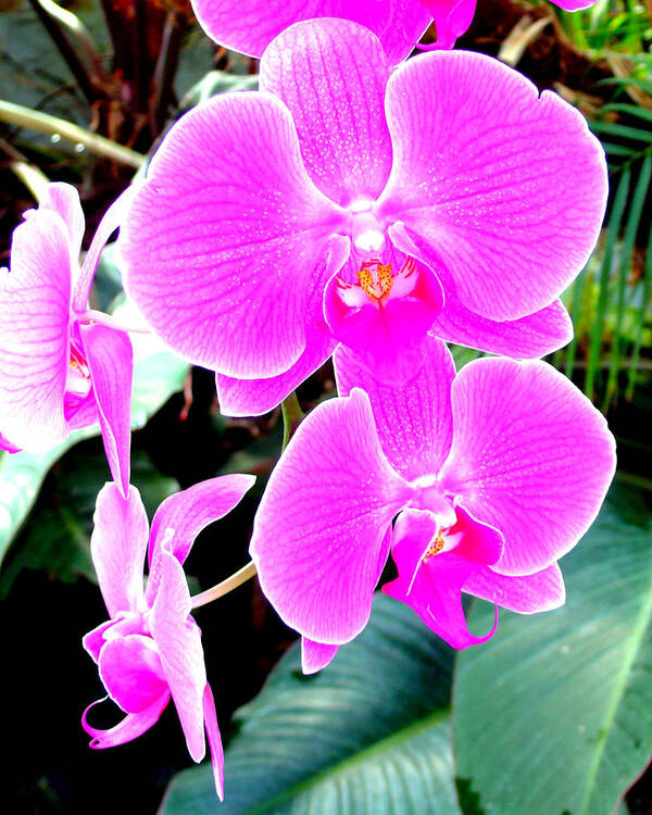 Orchid Art Print featuring the photograph Orchid Series 1 by Katy Hawk
