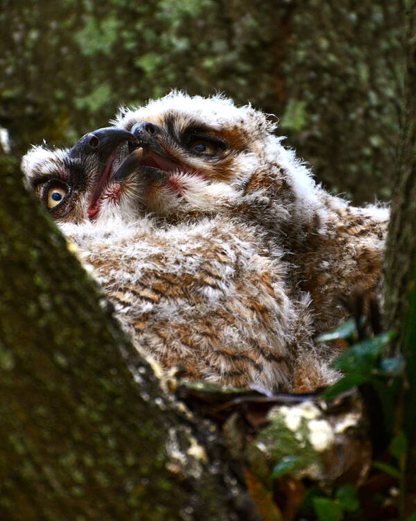 Great Horned Owl Babies Art Print featuring the photograph Owly kiss by AnnaJo Vahle