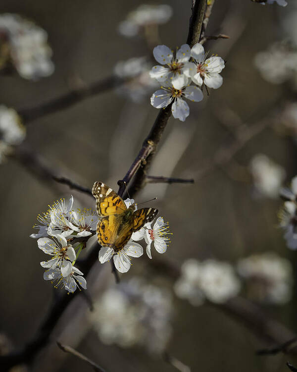 Painted Lady Art Print featuring the photograph Painted Lady on Wild Plum by Michael Dougherty