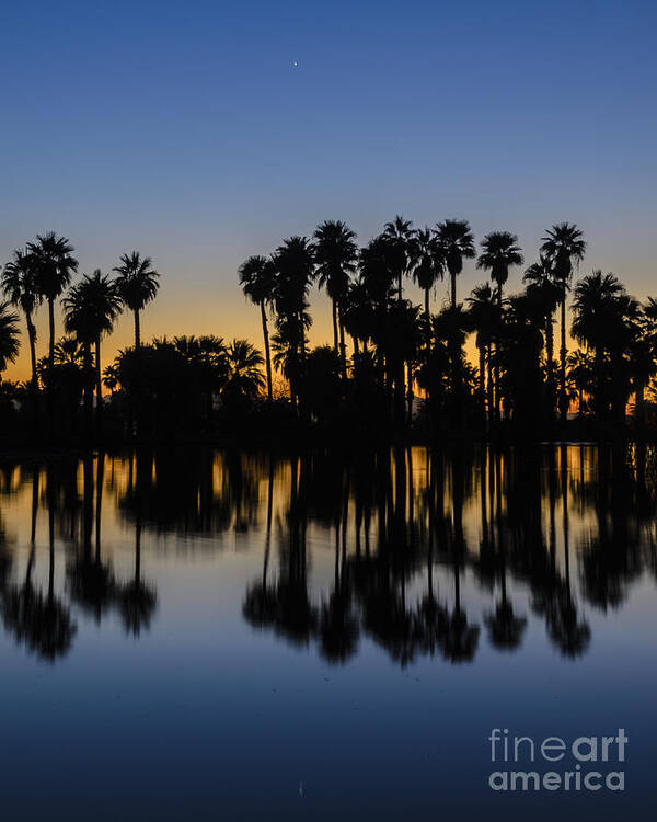 Palm Tree Art Print featuring the photograph Palm Tree Reflection by Tamara Becker