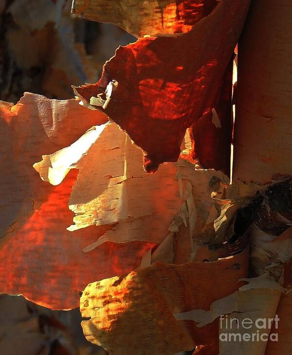 Abstract Art Print featuring the photograph Peeling Off The Layers by Marcia Lee Jones