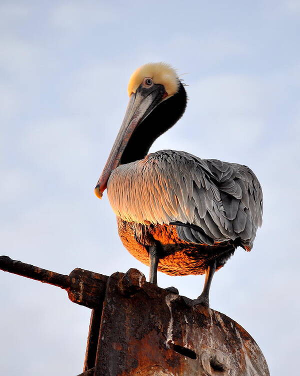 Birds Art Print featuring the photograph Pelican looking back by AJ Schibig