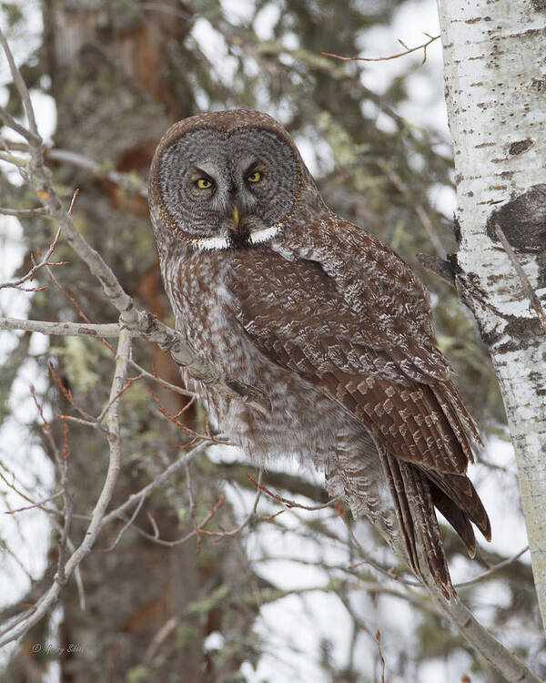 Nature Art Print featuring the photograph Phantom of the North by Gerry Sibell