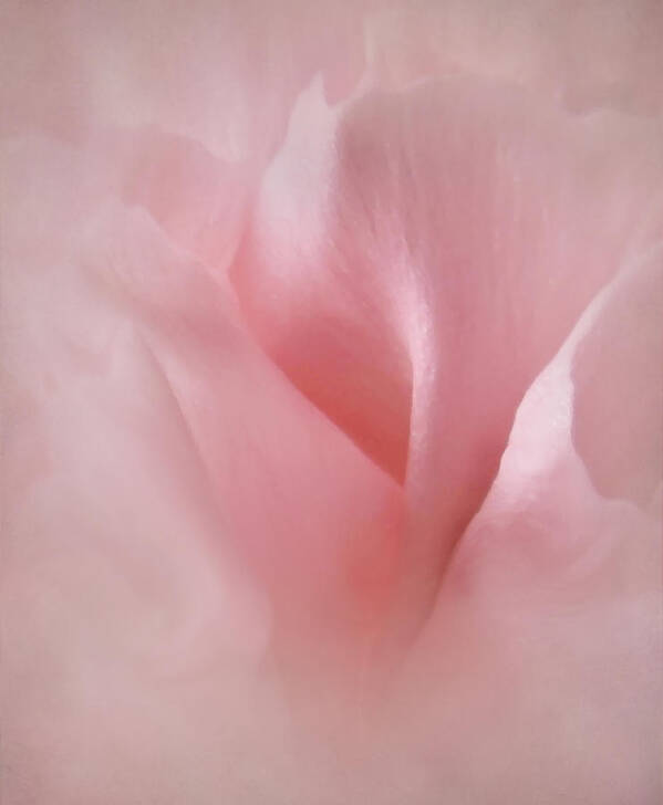 Floral Art Print featuring the photograph Pink Contour by Deborah Smith
