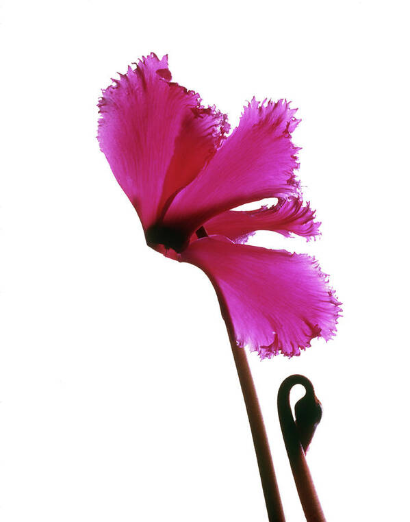 Cyclamen Sp. Art Print featuring the photograph Pink Cyclamen Flower by Phil Jude/science Photo Library