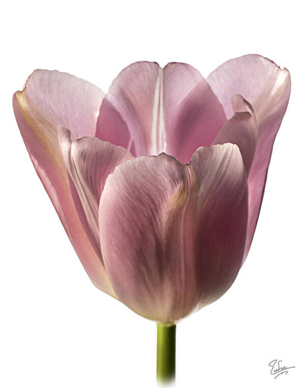 Flower Art Print featuring the photograph Pink Tulip 2 by Endre Balogh