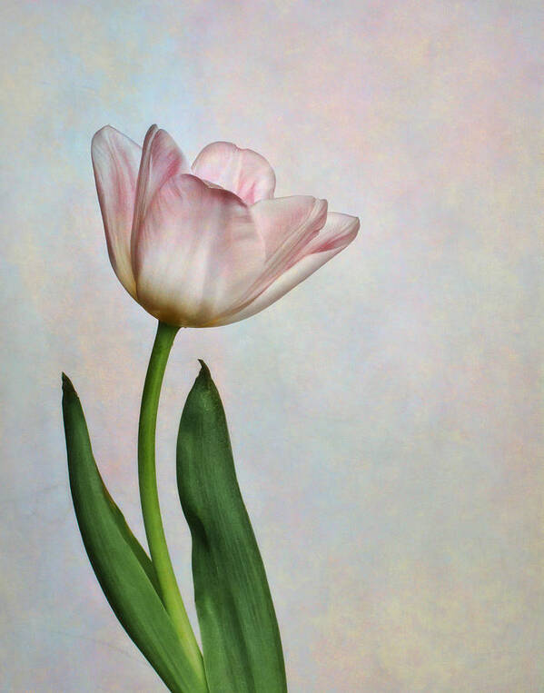Bloom Art Print featuring the photograph Pink Tulips III by David and Carol Kelly
