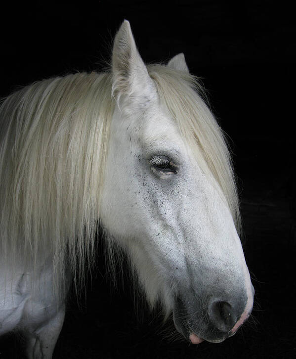 Horse Art Print featuring the photograph Portrait of a White Horse by Tom Conway