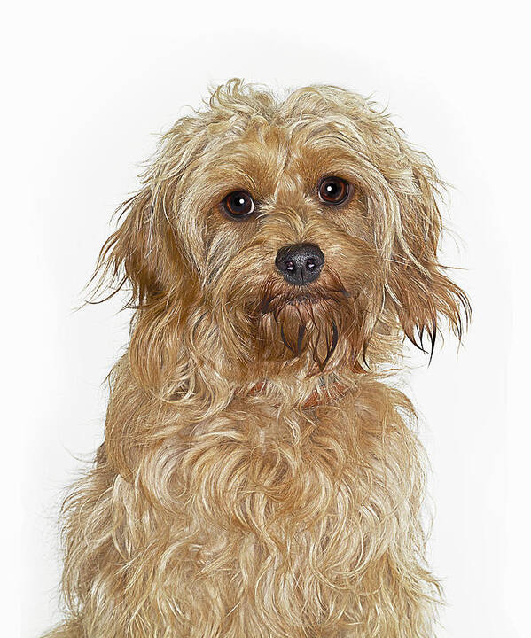 Pets Art Print featuring the photograph Portrait Of Cockapoo Dog by Gandee Vasan