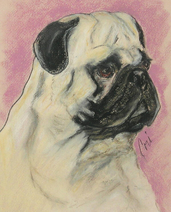 Pug Art Print featuring the drawing Pugnacious by Cori Solomon