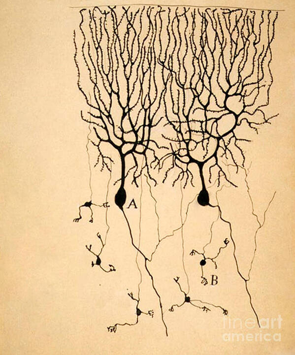Purkinje Cells Art Print featuring the photograph Purkinje Cells by Cajal 1899 by Science Source