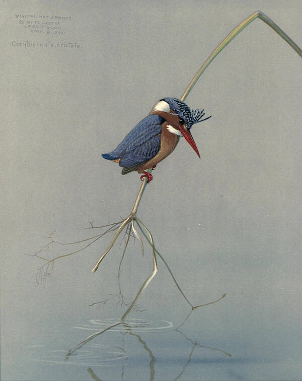 Pygmy Kingfisher Art Print featuring the painting Pygmy Kingfisher by Dreyer Wildlife Print Collections 