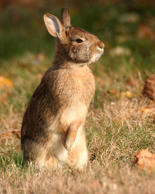 Wildlife Art Print featuring the photograph Rabbit Standing in the Sun by William Selander