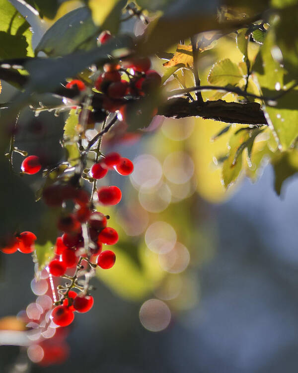 Berries Art Print featuring the photograph Red Berries at Sunset by Mark McKinney