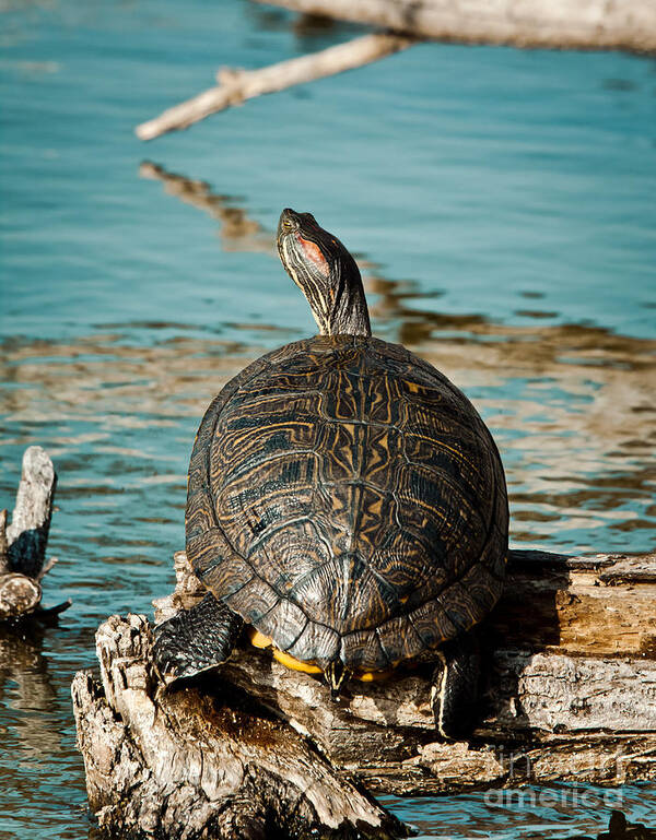 Turtle Art Print featuring the photograph Red Eared Slider XXL by Robert Frederick