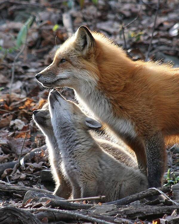 Red Fox Art Print featuring the photograph Red fox with kits by Doris Potter