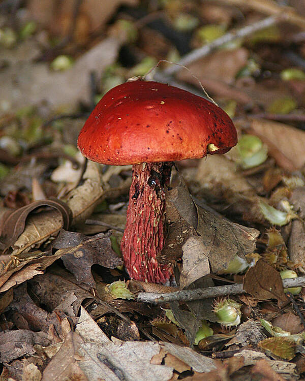 Nature Art Print featuring the photograph Red Mushroom by William Selander