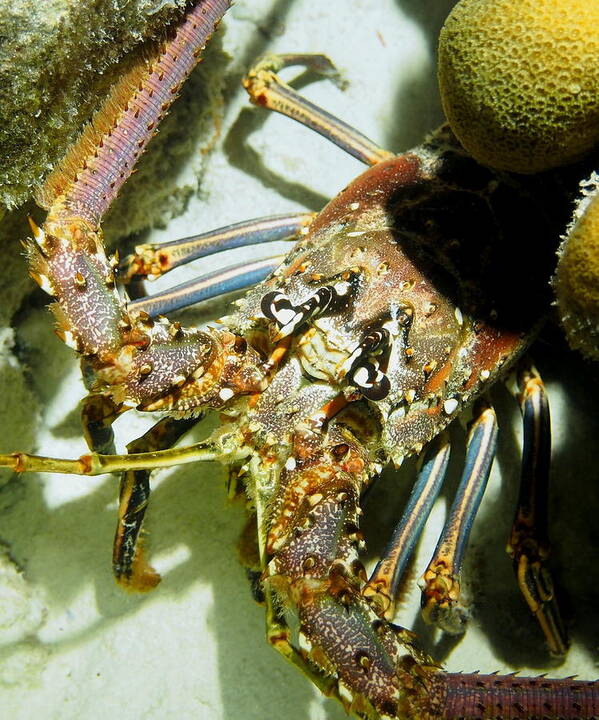 Nature Art Print featuring the photograph Reef Lobster Close Up Spotlight by Amy McDaniel