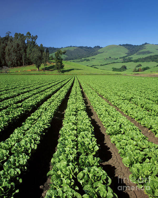 Greens Art Print featuring the photograph Romaine Lettuce Field by Craig Lovell