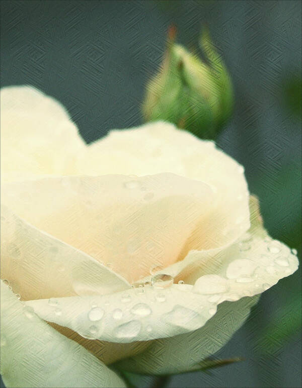  Roses Art Print featuring the photograph Rose in the rain by Cathie Tyler