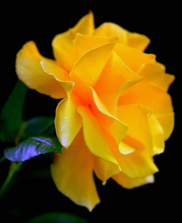 Yellow Roses Art Print featuring the photograph Rose of Cleopatra by Karen Wiles