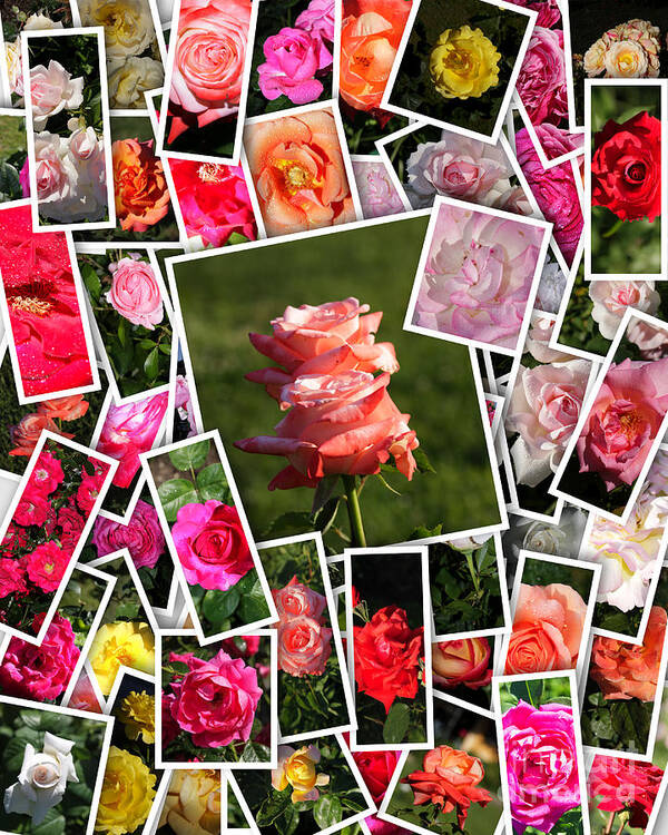 Rose Art Print featuring the photograph Roses Collage by Stefano Senise