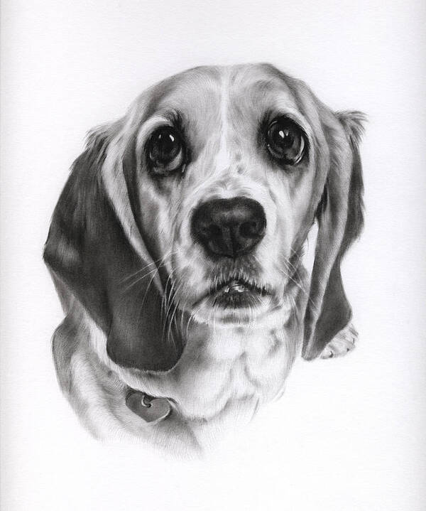 Basset Hound Art Print featuring the drawing Sadie by Natasha Denger