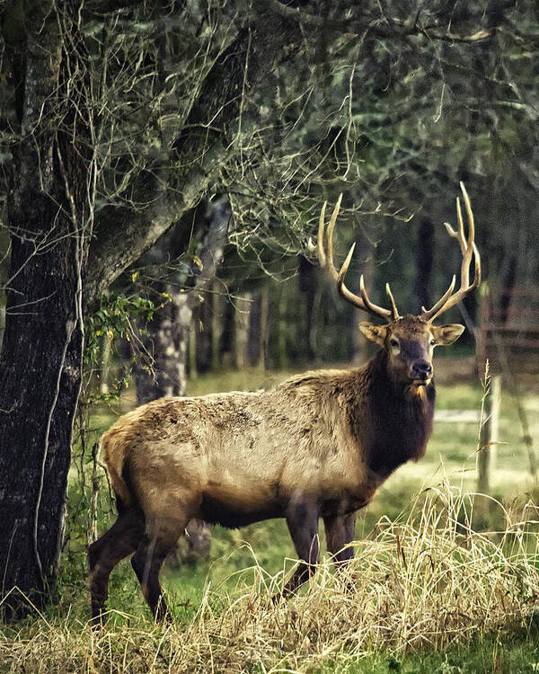 Bull Elk Art Print featuring the photograph Satellite Bull by Roadside by Michael Dougherty