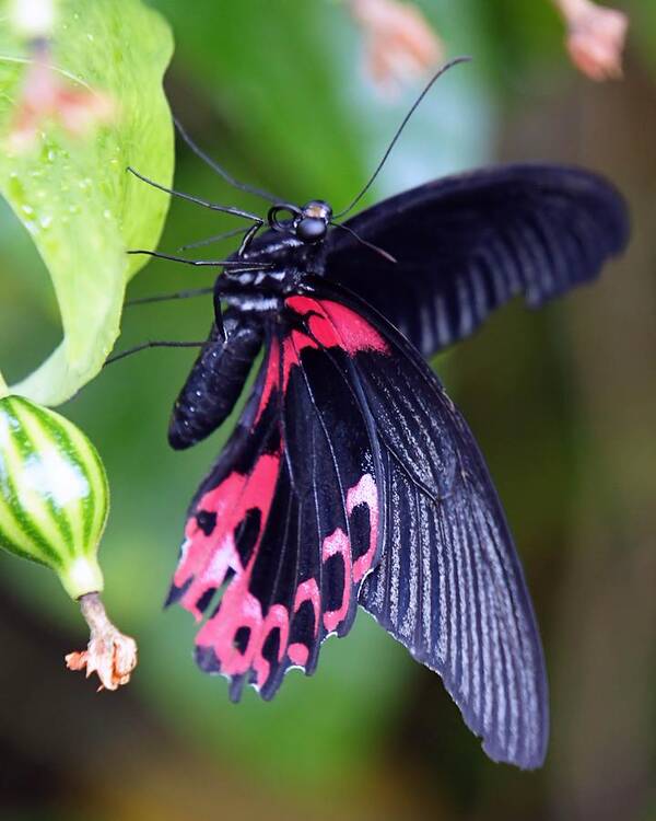 Butterfly Art Print featuring the photograph Scarlet Mormon by Jenny Hudson
