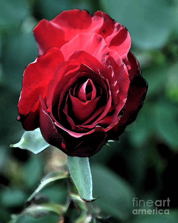 Rose Art Print featuring the digital art Red Rose Bloom by Kirt Tisdale