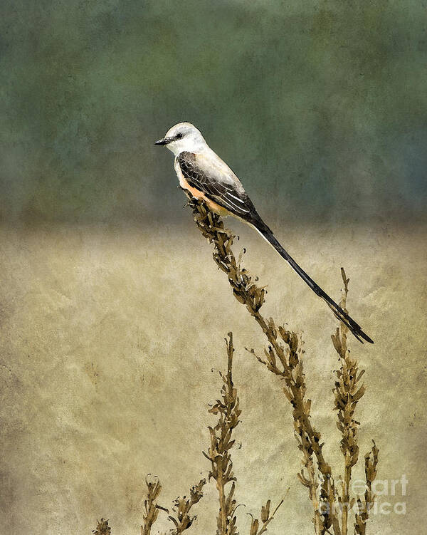 Scissor-tailed Flycatcher Art Print featuring the photograph Scissortailed-Flycatcher by Betty LaRue