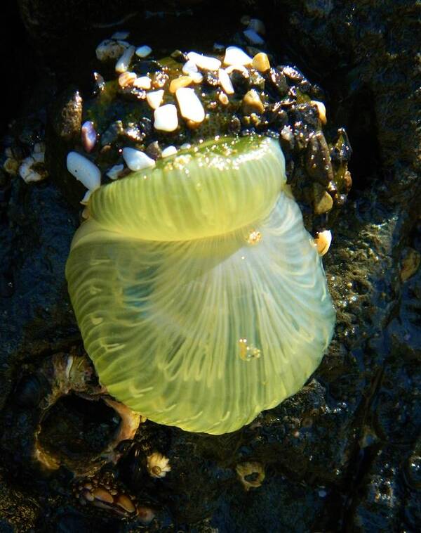Ocean Life Art Print featuring the photograph Sea Anemone with Beautiful Jelly by Gallery Of Hope 