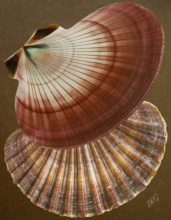 Seashell Art Print featuring the photograph Seashells Spectacular No 53 by Ben and Raisa Gertsberg