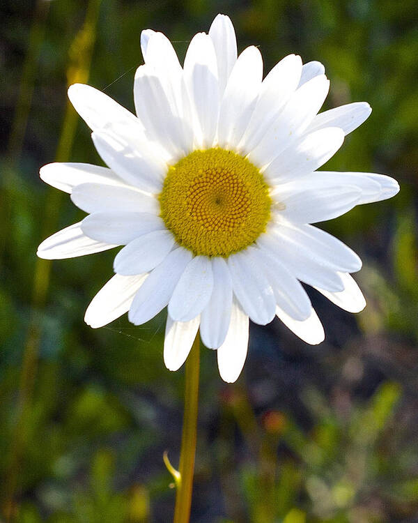Daisy Art Print featuring the photograph She Loves Me She Loves Me Not by Todd Kreuter