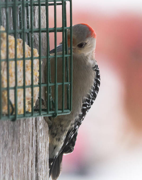 Woodpecker Art Print featuring the photograph She's A Beauty by Holden The Moment