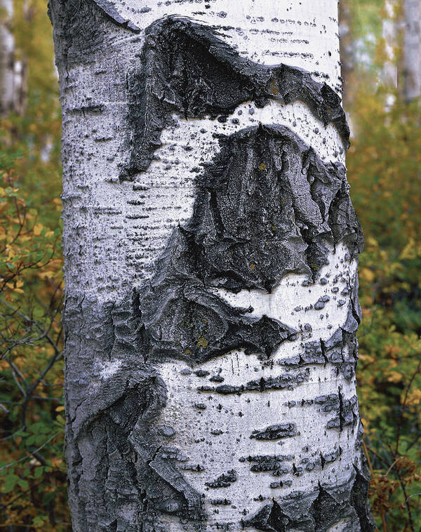 Aspen Art Print featuring the photograph Sign Of Age by Paul Breitkreuz