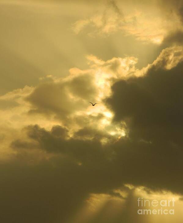 Seagull Art Print featuring the photograph Silence of Peace by Gallery Of Hope 