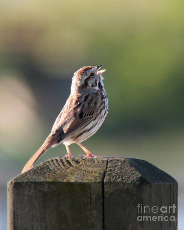 Sparrow Art Print featuring the photograph Singing Song Sparrow by Anita Oakley