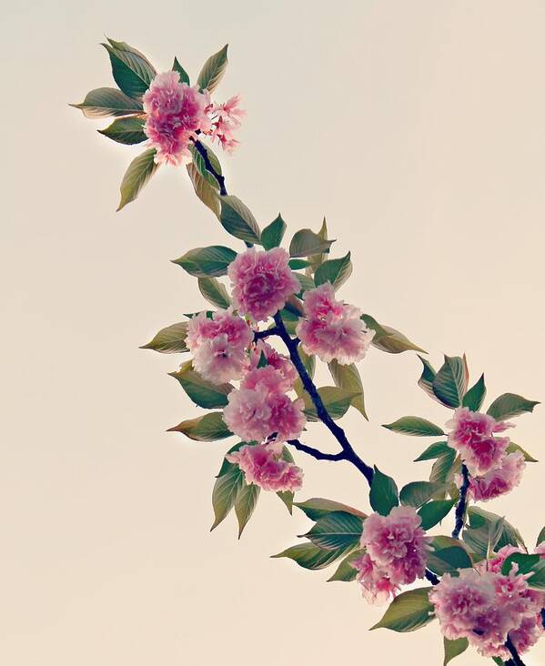 Sky Art Print featuring the photograph Sky Bloom by Candice Trimble