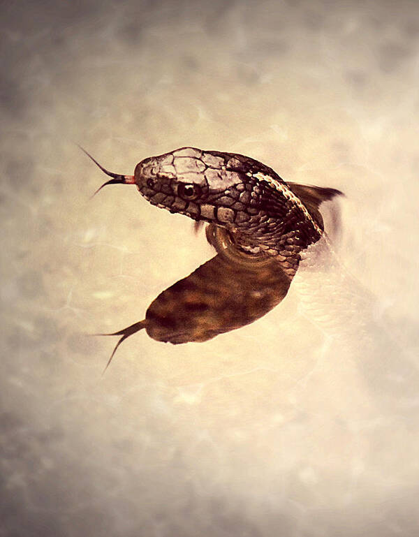 Snake Art Print featuring the photograph Slithering Reflections by Melanie Lankford Photography