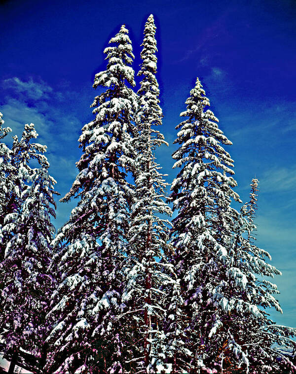 Wyoming Art Print featuring the photograph Snow Trees by Rich Walter