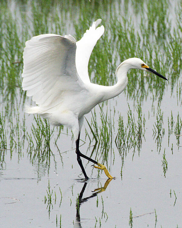 Wildlife Art Print featuring the photograph Snowy Egret by William Selander