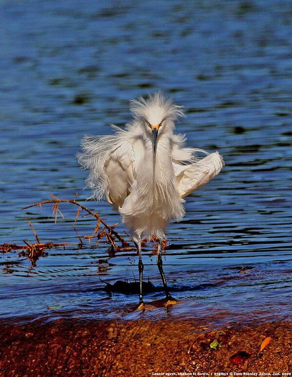 Snowy Egret Art Print featuring the photograph Snowy Egret With Yellow Feet by Tom Janca