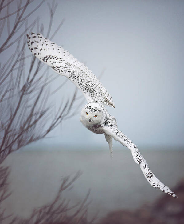 Wildlife Art Print featuring the photograph Snowy Owl In Flight by Carrie Ann Grippo-Pike