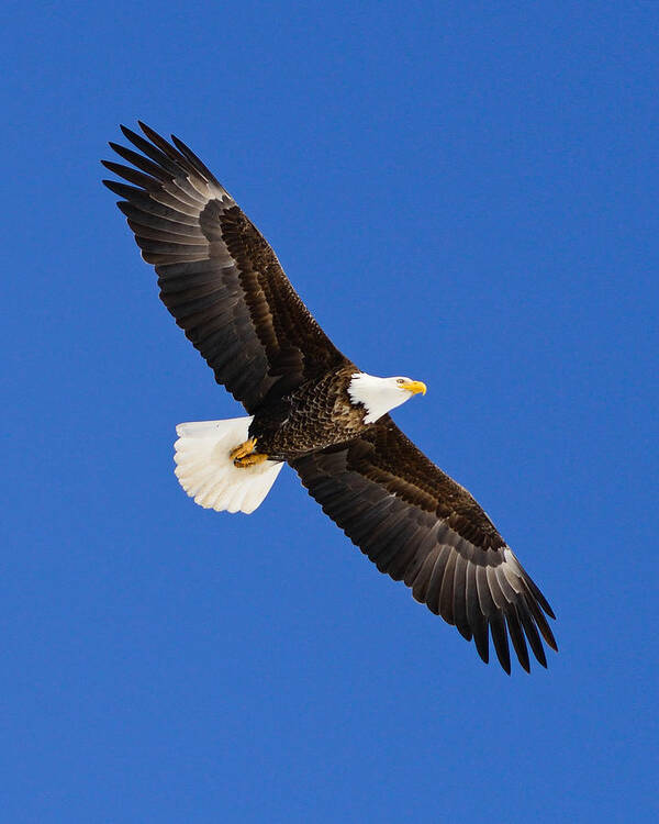 Bald Eagle Art Print featuring the photograph Soaring Bald Eagle by Greg Norrell