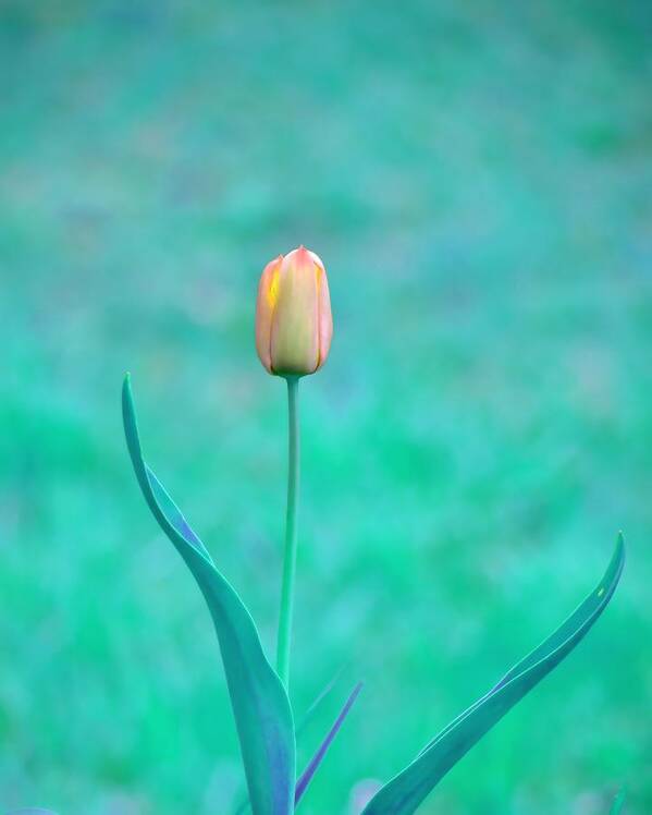 Tulip Art Print featuring the photograph Solitude by Deena Stoddard